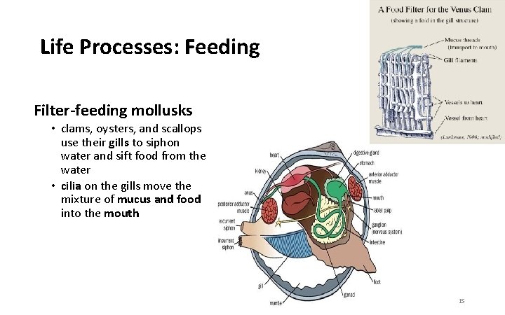 Life Processes: Feeding Filter-feeding mollusks • clams, oysters, and scallops use their gills to