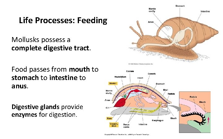 Life Processes: Feeding Mollusks possess a complete digestive tract. Food passes from mouth to