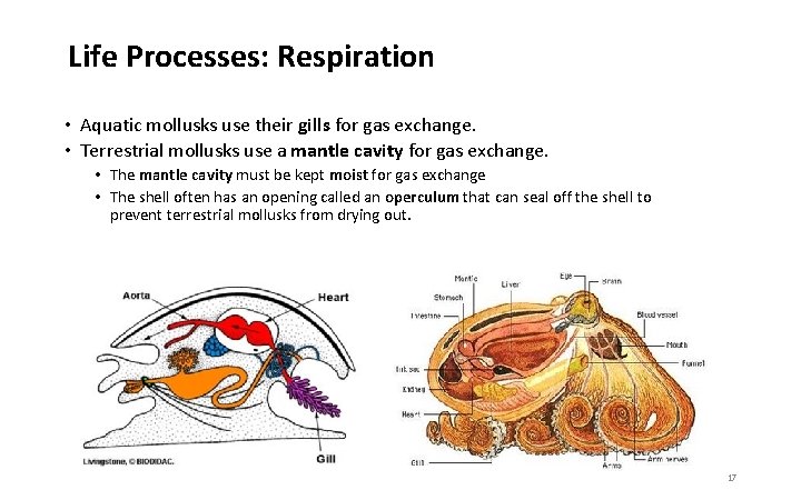 Life Processes: Respiration • Aquatic mollusks use their gills for gas exchange. • Terrestrial