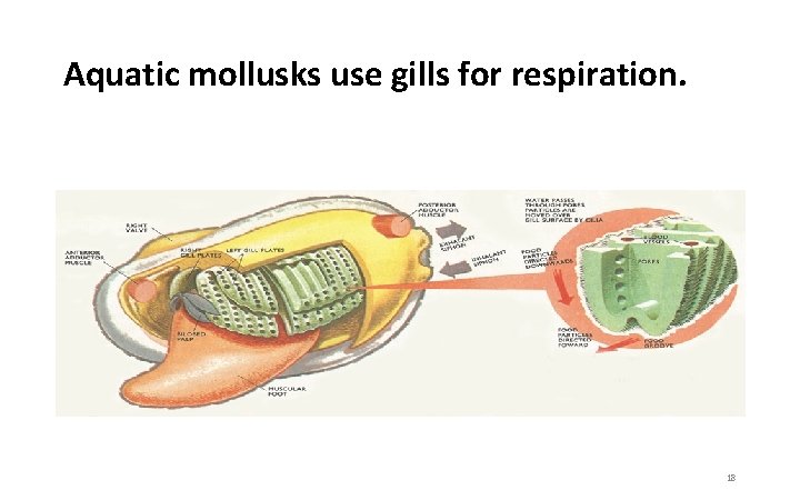 Aquatic mollusks use gills for respiration. 18 