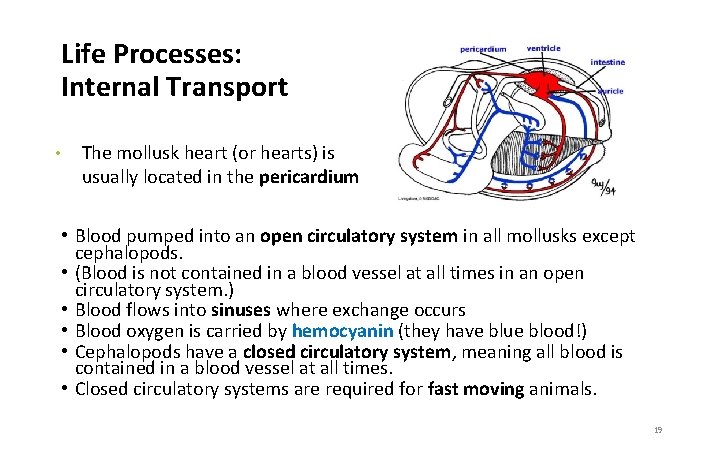 Life Processes: Internal Transport • The mollusk heart (or hearts) is usually located in