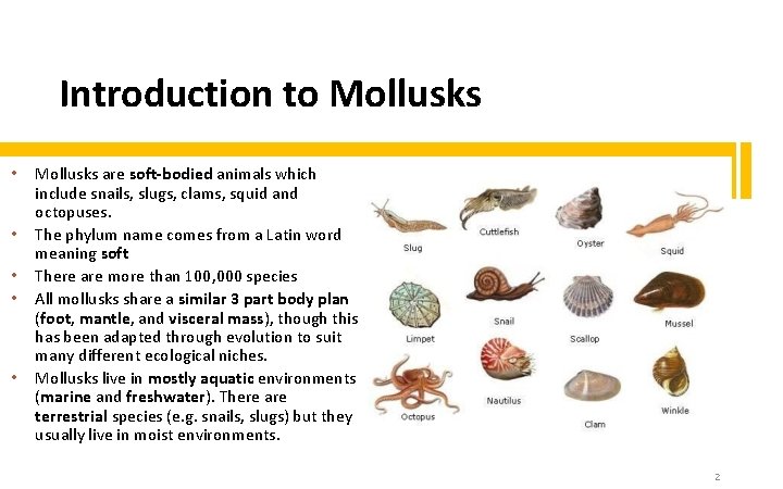 Introduction to Mollusks • • • Mollusks are soft-bodied animals which include snails, slugs,