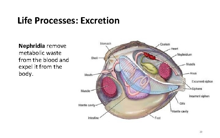 Life Processes: Excretion Nephridia remove metabolic waste from the blood and expel it from