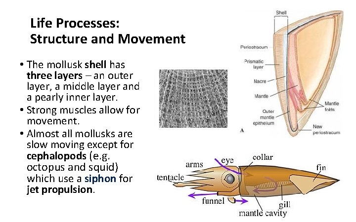 Life Processes: Structure and Movement • The mollusk shell has three layers – an