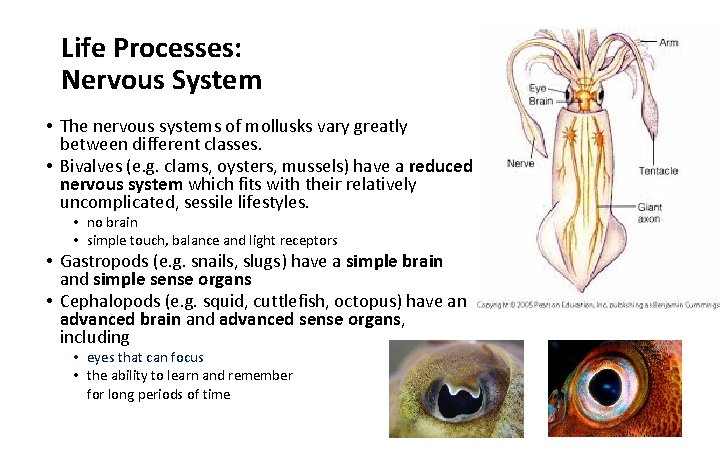 Life Processes: Nervous System • The nervous systems of mollusks vary greatly between different