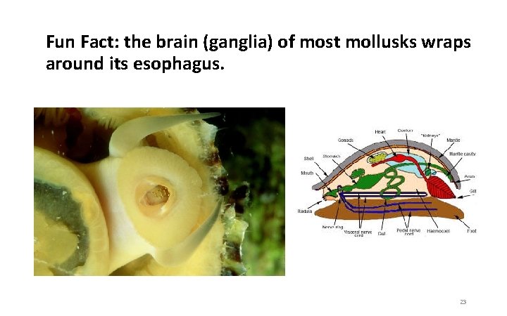 Fun Fact: the brain (ganglia) of most mollusks wraps around its esophagus. 23 