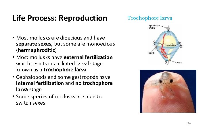 Life Process: Reproduction Trochophore larva • Most mollusks are dioecious and have separate sexes,