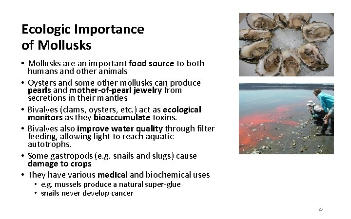 Ecologic Importance of Mollusks • Mollusks are an important food source to both humans