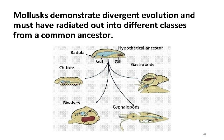 Mollusks demonstrate divergent evolution and must have radiated out into different classes from a
