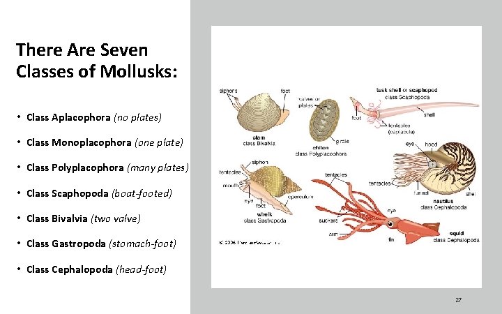 There Are Seven Classes of Mollusks: • Class Aplacophora (no plates) • Class Monoplacophora