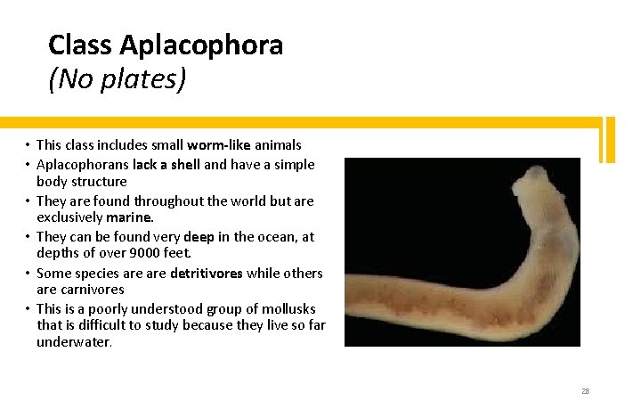 Class Aplacophora (No plates) • This class includes small worm-like animals • Aplacophorans lack