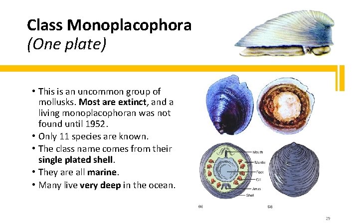 Class Monoplacophora (One plate) • This is an uncommon group of mollusks. Most are