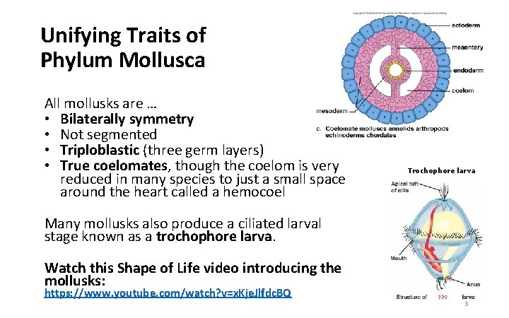 Unifying Traits of Phylum Mollusca All mollusks are … • Bilaterally symmetry • Not