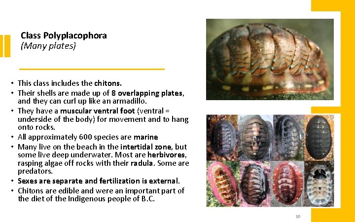 Class Polyplacophora (Many plates) • This class includes the chitons. • Their shells are