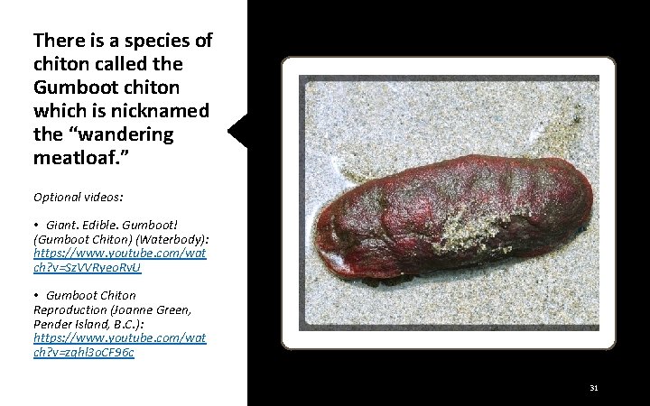 There is a species of chiton called the Gumboot chiton which is nicknamed the