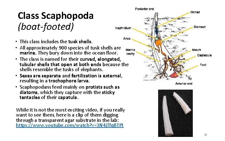 Class Scaphopoda (boat-footed) • This class includes the tusk shells. • All approximately 900