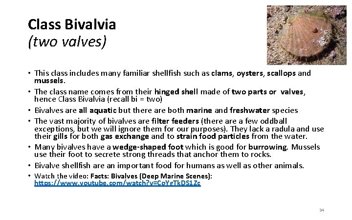 Class Bivalvia (two valves) • This class includes many familiar shellfish such as clams,