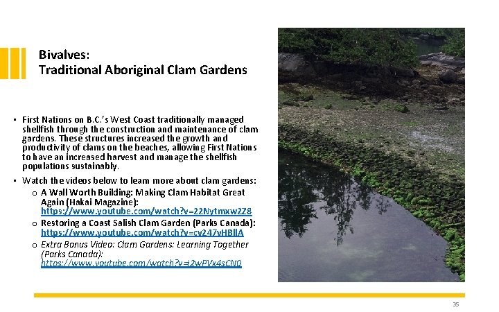 Bivalves: Traditional Aboriginal Clam Gardens • First Nations on B. C. ’s West Coast