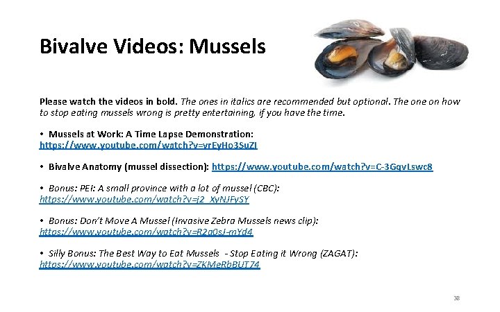 Bivalve Videos: Mussels Please watch the videos in bold. The ones in italics are