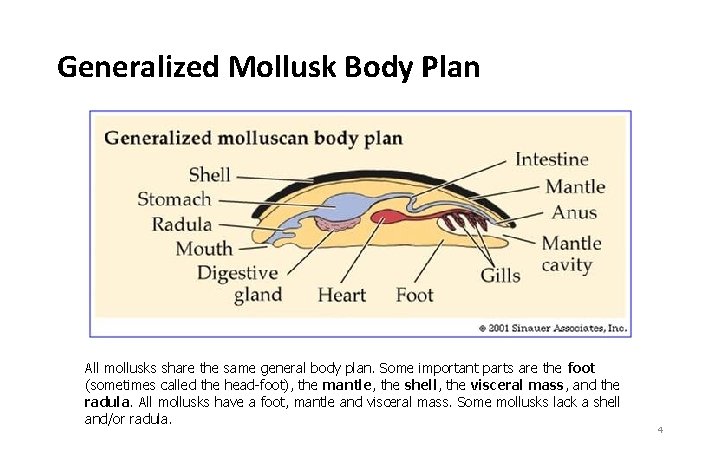 Generalized Mollusk Body Plan All mollusks share the same general body plan. Some important