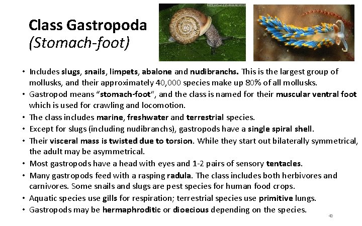 Class Gastropoda (Stomach-foot) • Includes slugs, snails, limpets, abalone and nudibranchs. This is the