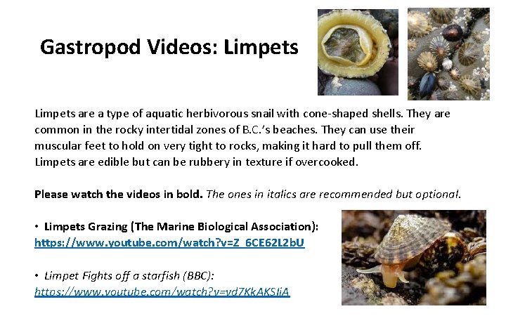 Gastropod Videos: Limpets are a type of aquatic herbivorous snail with cone-shaped shells. They