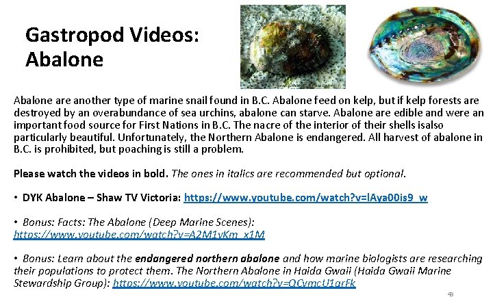 Gastropod Videos: Abalone are another type of marine snail found in B. C. Abalone