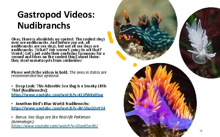 Gastropod Videos: Nudibranchs Okay, there is absolutely no contest. The coolest slugs ever are