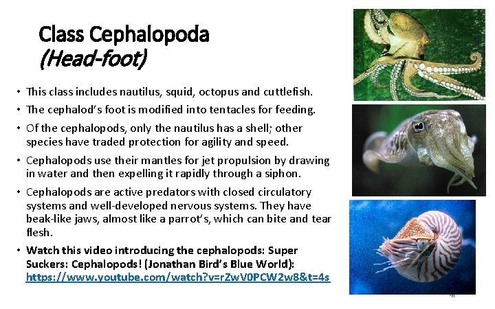 Class Cephalopoda (Head-foot) • This class includes nautilus, squid, octopus and cuttlefish. • The