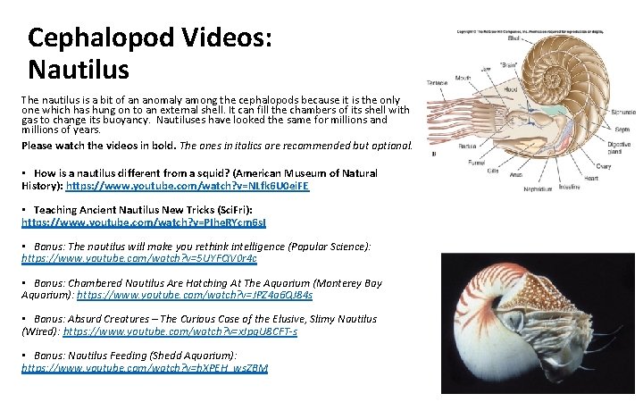 Cephalopod Videos: Nautilus The nautilus is a bit of an anomaly among the cephalopods