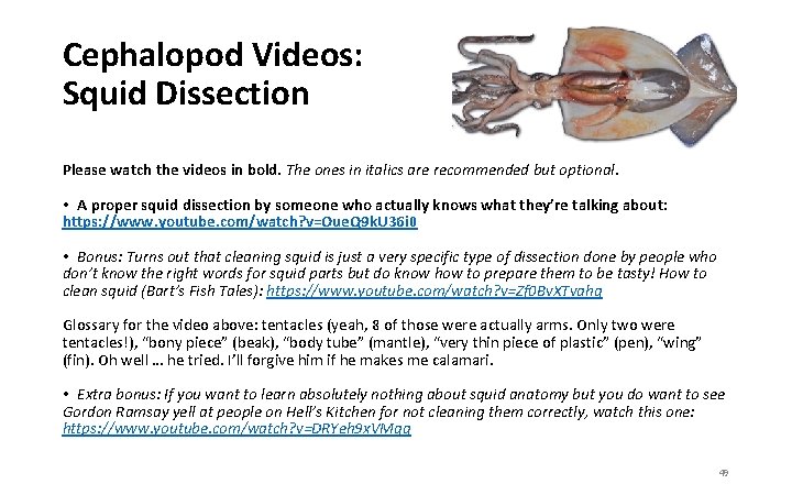 Cephalopod Videos: Squid Dissection Please watch the videos in bold. The ones in italics