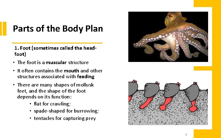 Parts of the Body Plan 1. Foot (sometimes called the headfoot) • The foot