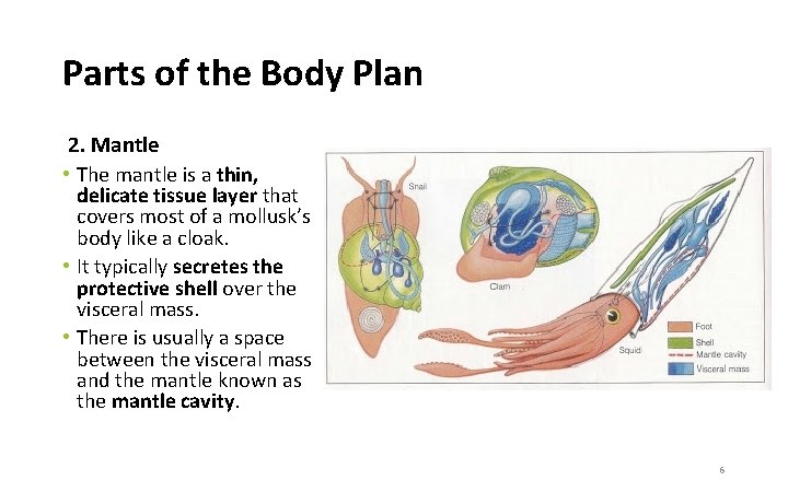 Parts of the Body Plan 2. Mantle • The mantle is a thin, delicate