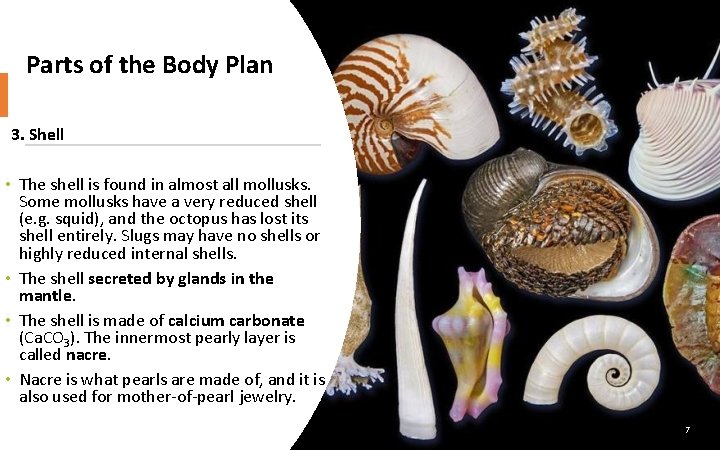 Parts of the Body Plan 3. Shell • The shell is found in almost