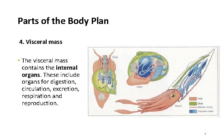 Parts of the Body Plan 4. Visceral mass • The visceral mass contains the