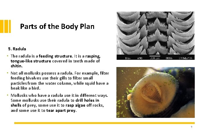 Parts of the Body Plan 5. Radula • The radula is a feeding structure.