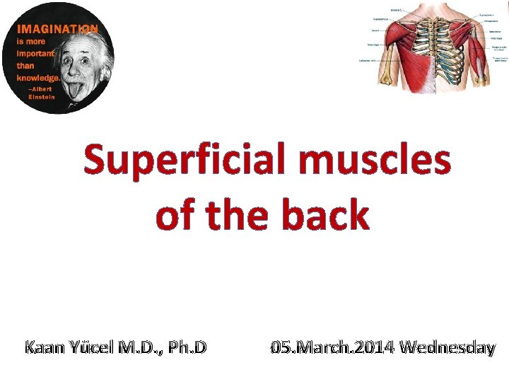 Superficial muscles of the back Kaan Yücel M. D. , Ph. D 05. March.