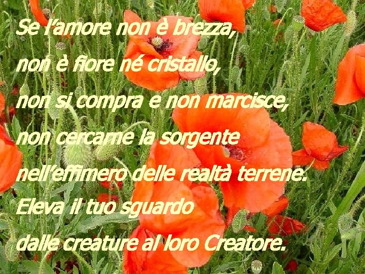 Se l’amore non è brezza, non è fiore né cristallo, non si compra e