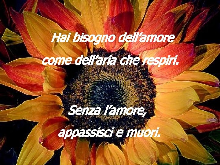 Hai bisogno dell’amore come dell’aria che respiri. Senza l’amore, appassisci e muori. 