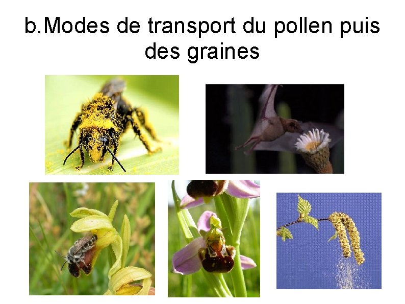 b. Modes de transport du pollen puis des graines 