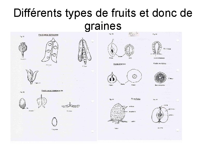 Différents types de fruits et donc de graines 