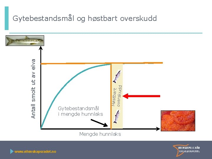 Gytebestandsmål i mengde hunnlaks Høstbart overskudd Antall smolt ut av elva Gytebestandsmål og høstbart