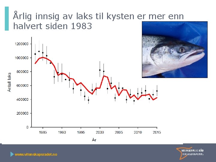 Årlig innsig av laks til kysten er mer enn halvert siden 1983 www. vitenskapsradet.