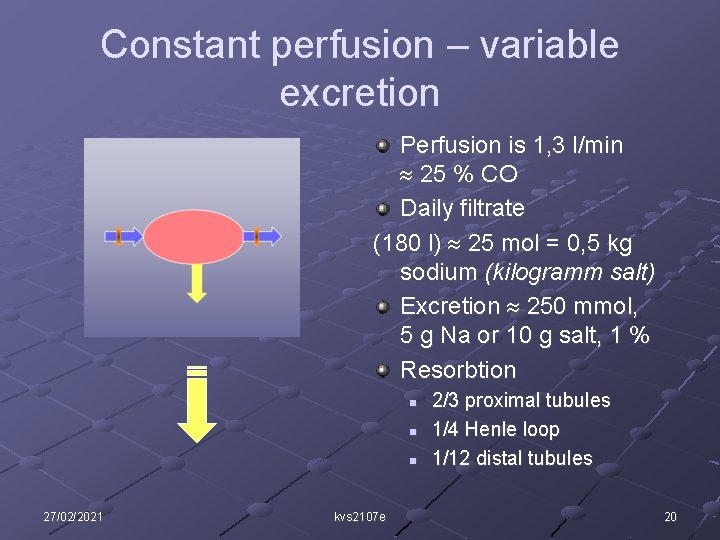 Constant perfusion – variable excretion Perfusion is 1, 3 l/min 25 % CO Daily