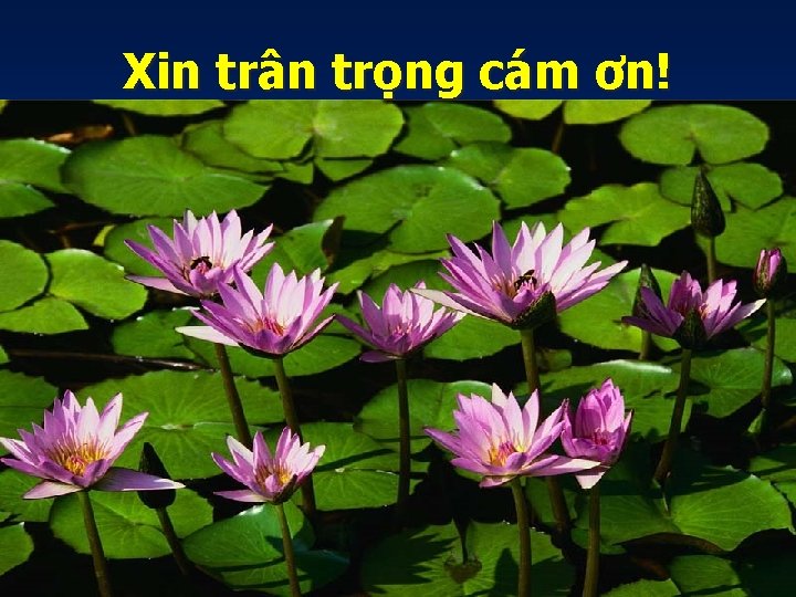 Xin trân trọng cám ơn! 