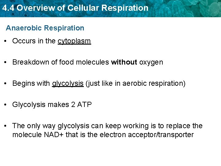4. 4 Overview of Cellular Respiration Anaerobic Respiration • Occurs in the cytoplasm • 4. 4 Overview of Cellular Respiration Anaerobic Respiration • Occurs in the cytoplasm •