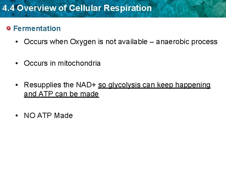 4. 4 Overview of Cellular Respiration Fermentation • Occurs when Oxygen is not available 4. 4 Overview of Cellular Respiration Fermentation • Occurs when Oxygen is not available