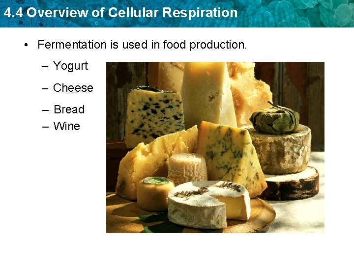 4. 4 Overview of Cellular Respiration • Fermentation is used in food production. – 4. 4 Overview of Cellular Respiration • Fermentation is used in food production. –