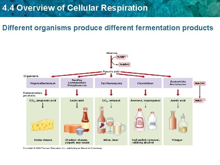 4. 4 Overview of Cellular Respiration Different organisms produce different fermentation products 4. 4 Overview of Cellular Respiration Different organisms produce different fermentation products