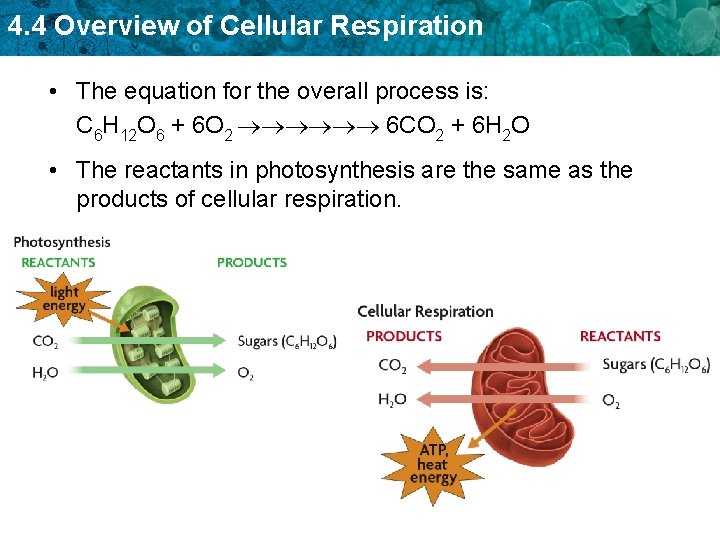 4. 4 Overview of Cellular Respiration • The equation for the overall process is: 4. 4 Overview of Cellular Respiration • The equation for the overall process is: